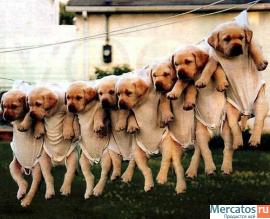 Продам Ваших щеночков