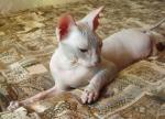 Ласковый голый котик Донской сфинкс