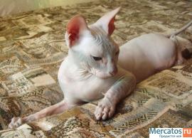 Ласковый голый котик Донской сфинкс
