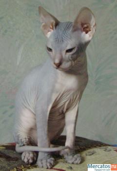 Ласковый голый котик Донской сфинкс 2