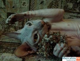 Ласковый голый котик Донской сфинкс 3