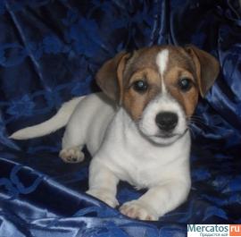 Подрощенный щенок джек рассел терьера - лучший подарок