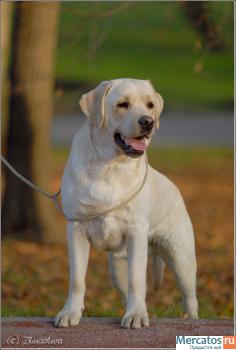 Элитные щенки лабрадора ретривера 2