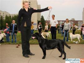 Элитные щенки лабрадора ретривера 3