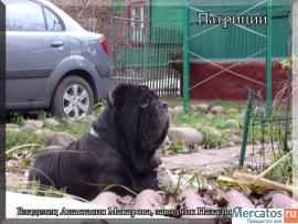 мастино наполетано 2