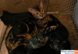 Продаю бенгальских котят (окрас мрамор и розетка на золоте)