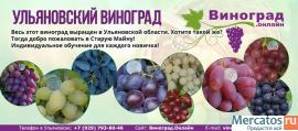 Саженцы элитных сортов неукрывного винограда 5