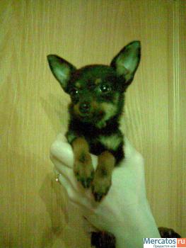 продам. крошка тойчик