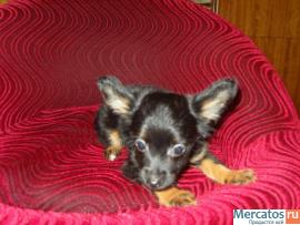 продам. крошка тойчик 2