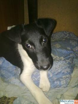 гладкии фокс очаровашка ...