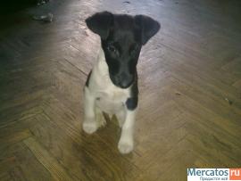 гладкии фокс очаровашка ... 2