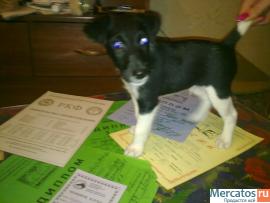 гладкии фокс очаровашка ... 3