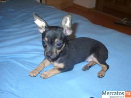 Продаю той-терьера