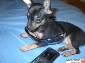 Продаю той-терьера 2