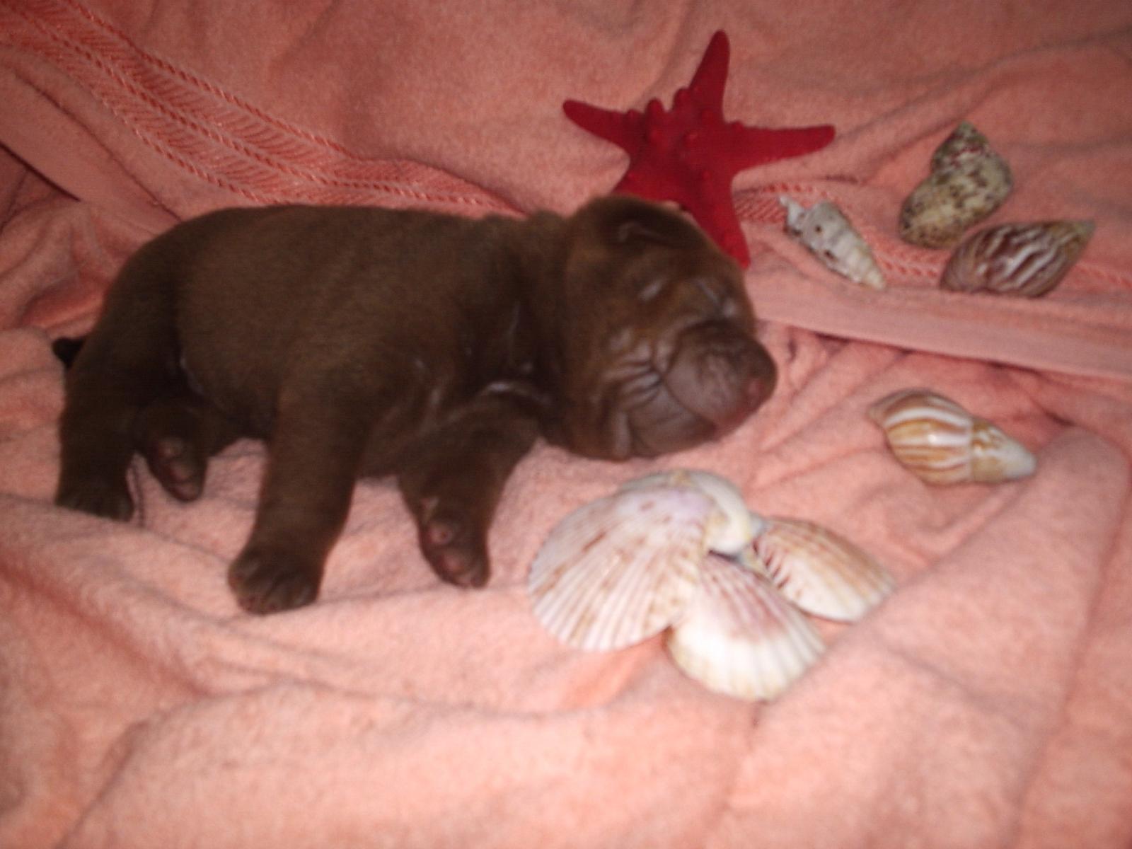 Продам щенков китайского шар-пея