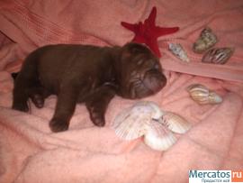 Продам щенков китайского шар-пея