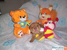 Продам щенков китайского шар-пея 2