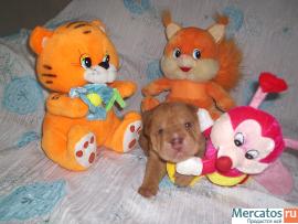 Продам щенков китайского шар-пея 3