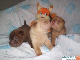 Продам щенков китайского шар-пея 4