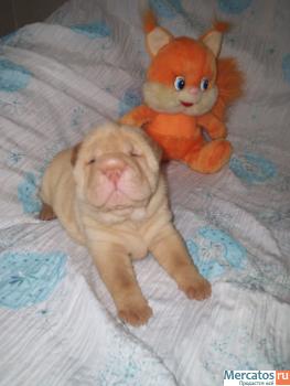 Продам щенков китайского шар-пея 5