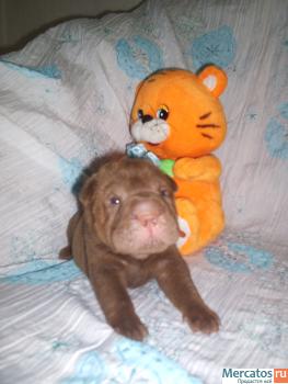 Продам щенков китайского шар-пея 6