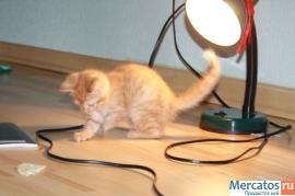Отдам в добрые руки рыжего котёнка 2