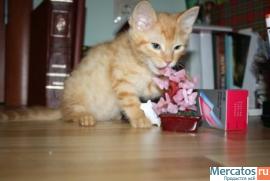 Отдам в добрые руки рыжего котёнка 3