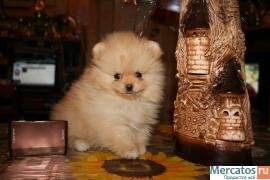 Щенки померанского шпица