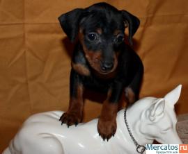 карликовый пинчер