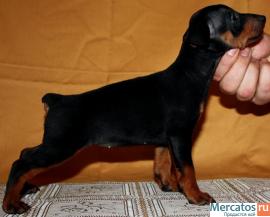 карликовый пинчер 2