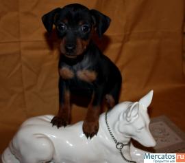 карликовый пинчер 3