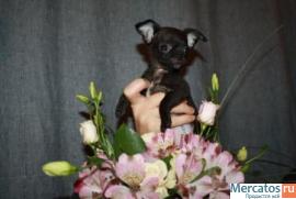 продажа чихуахуа