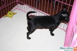 продажа чихуахуа 2