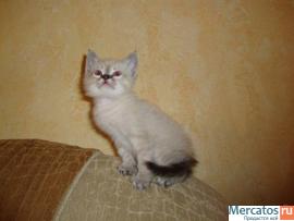невский маскарадный котенок
