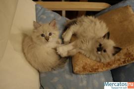 Продается невская маскарадная кошечка 3