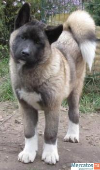 Продаются щенки Американской Акиты
