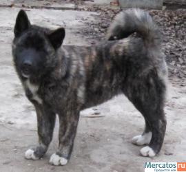 Продаются щенки Американской Акиты 2