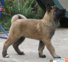 Продаются щенки Американской Акиты 3