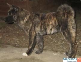 Продаются щенки Американской Акиты 4