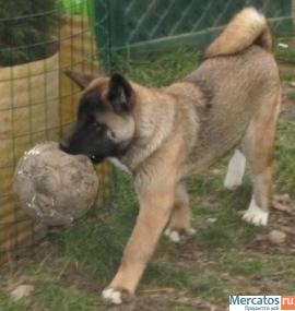 Продаются щенки Американской Акиты 5