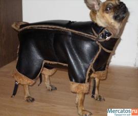 Пошив одежды для собак всех пород на заказ