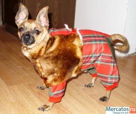 Пошив одежды для собак всех пород на заказ 2