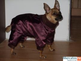 Пошив одежды для собак всех пород на заказ 5