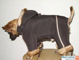 Пошив одежды для собак всех пород на заказ 7