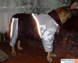 Пошив одежды для собак всех пород на заказ 10