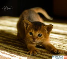 Куплю котёнка абиссинской породы дикого окраса