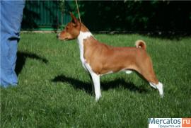 Басенджи щенки в декабре