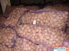 Продаю картофель, оптом, калибр 3+