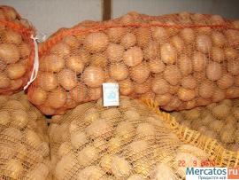 Продаю картофель, оптом, калибр 3+ 2