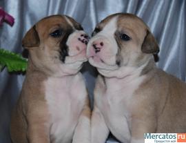 Щенки американского стаффордщирского терьера